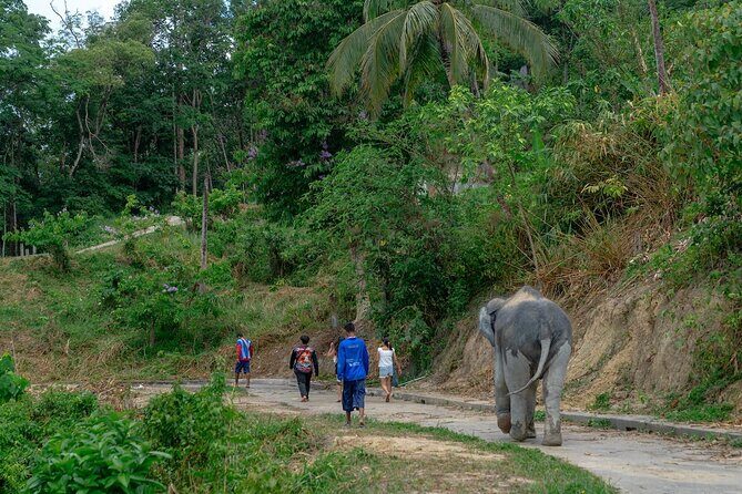 Patong Highlight Elephant Sanctuary with Guide Tour - The Sum Up: Who Should Book This Tour?