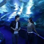 Pattaya Underwater World Admission Ticket - The Informative Touch
