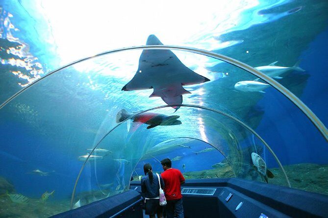 Pattaya Underwater World Tickets - Is Pattaya Underwater World Worth It?
