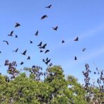 Pauls Flores Tour Labuan Bajo to Ende Flores Land Tour inland by Car 6 Days - Frequently Asked Questions