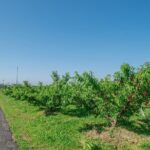 Peach Farm Walk & Farming Experience with a Peach Drink - A Closer Look at the Peach Farm Experience in Kurashiki