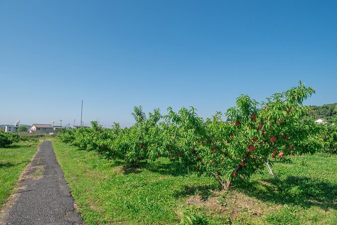 Peach Farm Walk & Farming Experience with a Peach Drink - A Closer Look at the Peach Farm Experience in Kurashiki