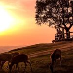 Perfect Nara Park Half-Day Bus Tour with English Speaking Guide - Final Thoughts: Is This Tour Right for You?