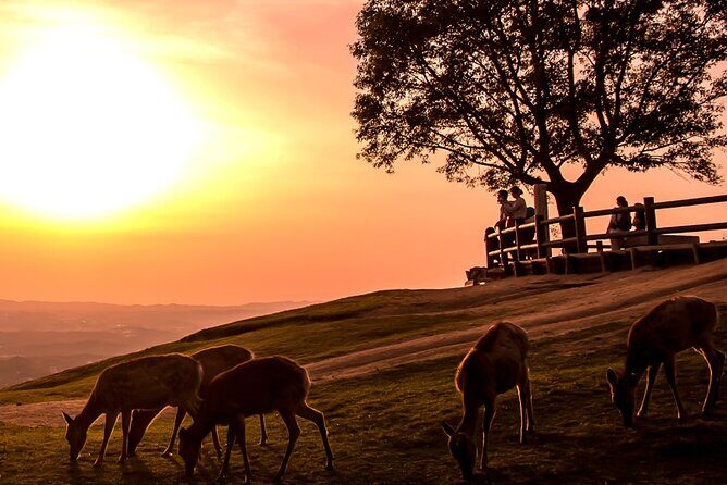 Perfect Nara Park Half-Day Bus Tour with English Speaking Guide - Final Thoughts: Is This Tour Right for You?