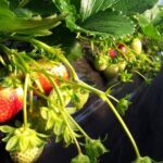 [Perfect Private Tour] Strawberry Farm & Nami Island & Lunch - Why This Tour Works for You