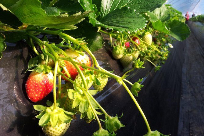 [Perfect Private Tour] Strawberry Farm & Nami Island & Lunch - Why This Tour Works for You