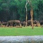 Periyar Wildlife Sanctuary Tour (02 Nights / 03 Days) - Who Would This Tour Suit Best?