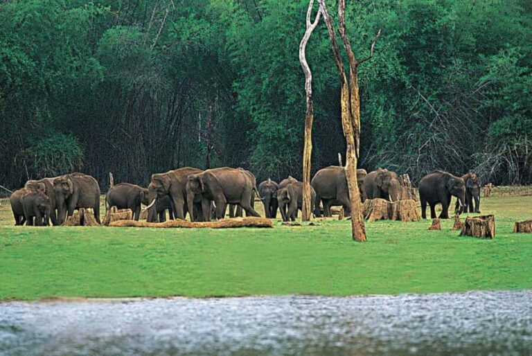 Periyar Wildlife Sanctuary Tour (02 Nights / 03 Days) - Who Would This Tour Suit Best?