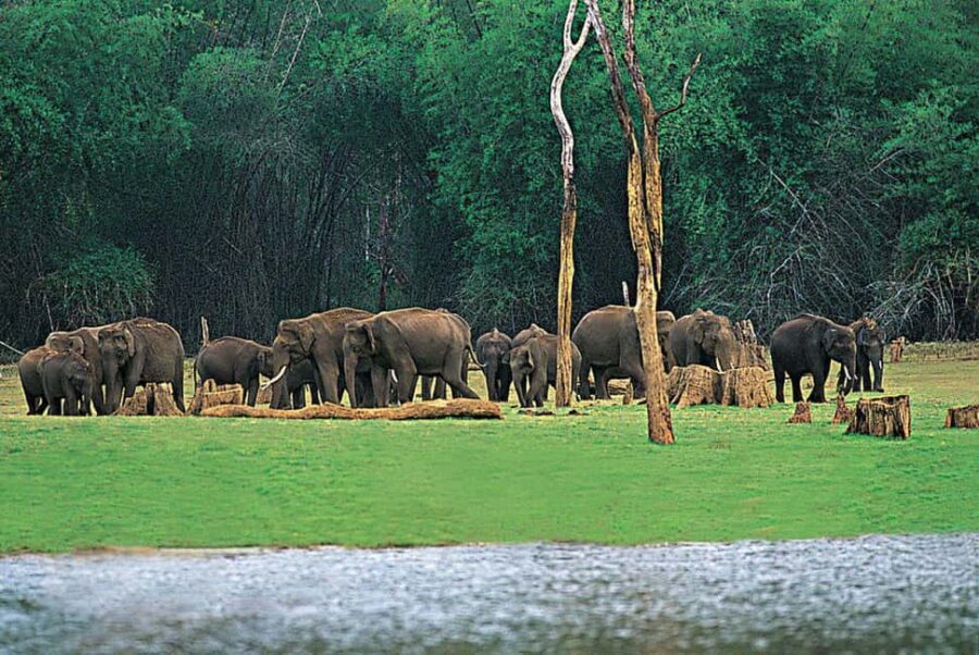 Periyar Wildlife Sanctuary Tour (02 Nights / 03 Days) - Who Would This Tour Suit Best?