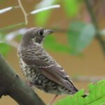 Phnom Penh Birding Experience and Brunch - What Travelers Can Expect
