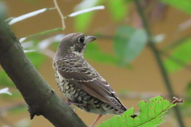 Phnom Penh Birding Experience and Brunch - What Travelers Can Expect