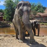 Phuket: Elephant Nature Walk - Guided Tour with Transport - An In-Depth Look at the Phuket Elephant Nature Walk