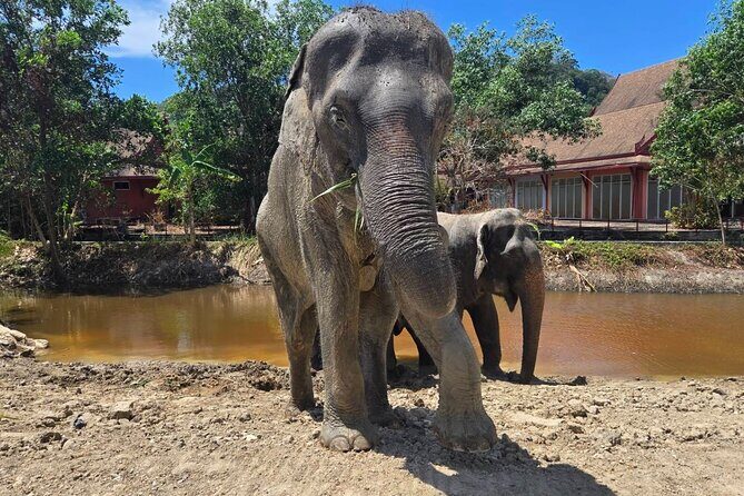 Phuket: Elephant Nature Walk - Guided Tour with Transport - An In-Depth Look at the Phuket Elephant Nature Walk