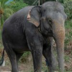 Phuket: Guided Walk Tour to Elephant Sanctuary with Transfer - An Honest Look at the Elephant Sanctuary Tour