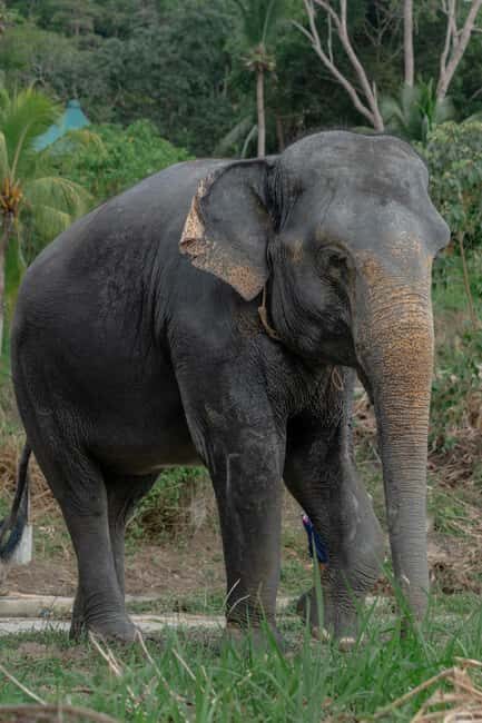 Phuket: Guided Walk Tour to Elephant Sanctuary with Transfer - An Honest Look at the Elephant Sanctuary Tour
