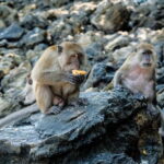 Phuket: James Bond Island Sea Canoe with lunch by Big Boat - Exploring the Itinerary: What You Can Expect