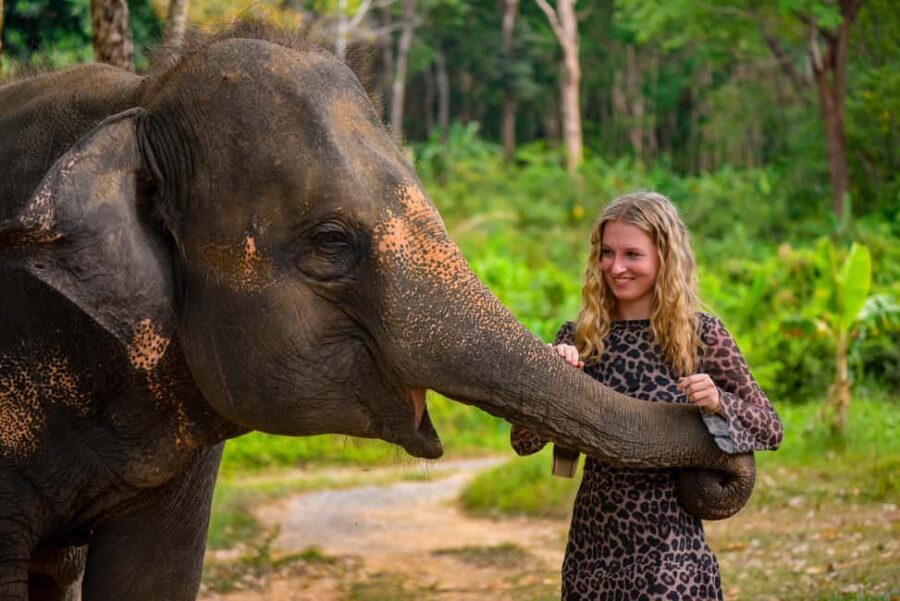 Phuket: Make & Meet The Gentle Giant Experience - Who Will Love This Tour?