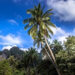 Phuket Phiphi-Phhpi Phuket Ferry include Transfer to hotel - Who Should Consider This Transfer?