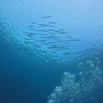 Phuket Racha PADI Discover Scuba Diving 2 Dives and GoPro - Final Thoughts: Who Will Appreciate This Experience?