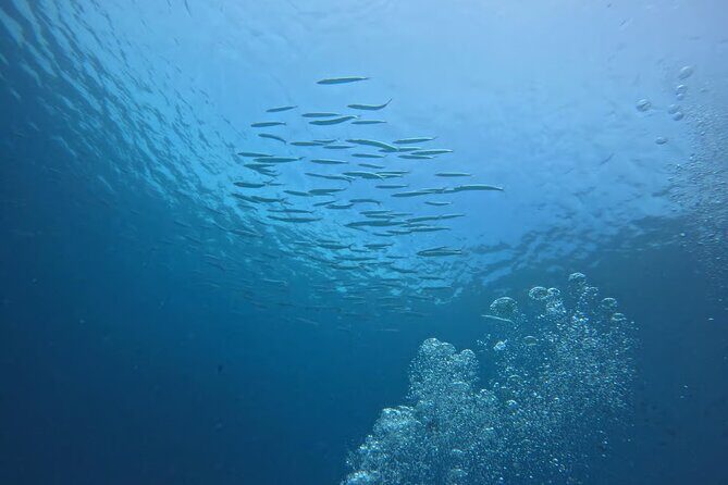 Phuket Racha PADI Discover Scuba Diving 2 Dives and GoPro - Final Thoughts: Who Will Appreciate This Experience?