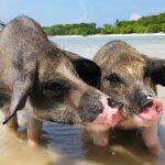 Pig Island ,Snorkeling, Private Long Tail Boat (Local Thai Experience) - Authenticity and Cultural Flavor