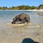 Pigs Island exclusive Semi VIP - Final Thoughts: Who Should Consider This Tour?