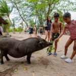 Pink Dolphin and Pig Island Snorkeling Tour from Koh Samui - An In-Depth Look at the Pink Dolphin and Pig Island Tour