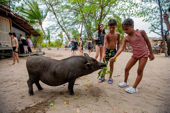 Pink Dolphin and Pig Island Snorkeling Tour from Koh Samui - An In-Depth Look at the Pink Dolphin and Pig Island Tour