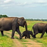 Polonnaruwa Ancient Kingdom and Wild Elephant Safari from Habarana - Transition to the Wilderness: Minneriya National Park Safari