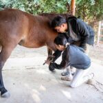 Pony Riding in Luang Prabang - Exploring Luang Prabang’s Horseback Journey: An In-Depth Look