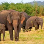 Pottuvil Lagoon Eco Tour : Mangrove Adventure in Arugam Bay - Exploring the Pottuvil Lagoon Eco Tour in Detail