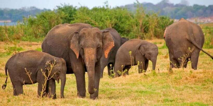Pottuvil Lagoon Eco Tour : Mangrove Adventure in Arugam Bay - Exploring the Pottuvil Lagoon Eco Tour in Detail