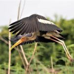 Prek Toal Birds Sanctuary and floating Village Private Day Tour - FAQ