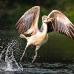 Prek Toal Birds Sanctuary & floating Village Private Tour - The Sum Up