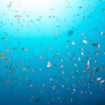 Premier Dive Spots Experience in Kushimoto - The Sum Up