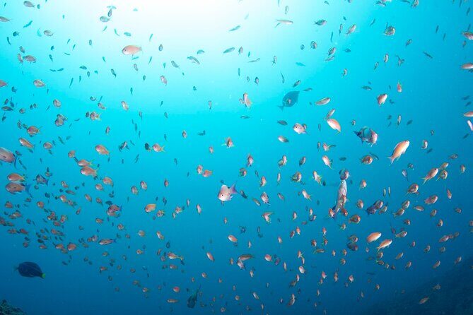 Premier Dive Spots Experience in Kushimoto - The Sum Up