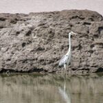 Private 3 Day Adventure through Dholavira and White Desert Rann - Why This Tour Offers Great Value