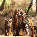 Private 6-Day Ranthambhore Tiger Tour including Delhi, Agra and Jaipur - Why This Tour Offers Great Value
