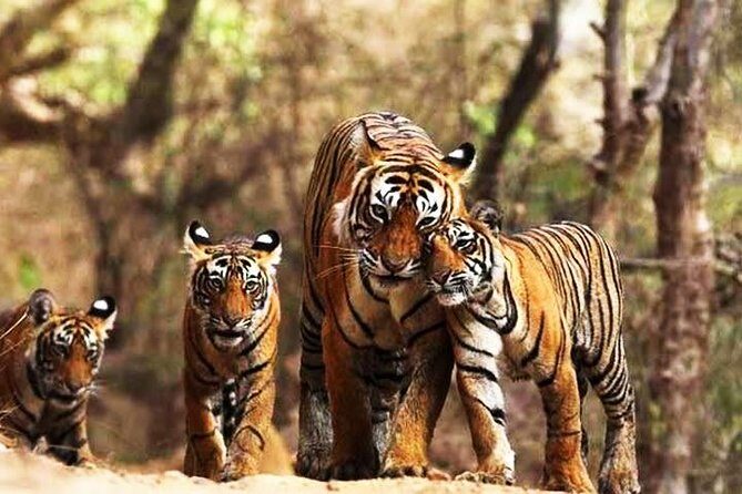 Private 6-Day Ranthambhore Tiger Tour including Delhi, Agra and Jaipur - Why This Tour Offers Great Value