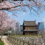 Private and Unique Fukuoka Cherry Blossom Sakura Experience - Exploring the Heart of Fukuoka’s Cherry Blossom Season