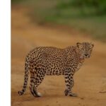 Private Anuradhapura & Wilpattu Safari Day Tour From Dambulla - Who Is This Tour Best For?