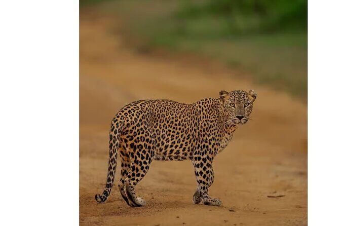 Private Anuradhapura & Wilpattu Safari Day Tour From Dambulla - Who Is This Tour Best For?