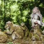 Private Arrival Transfer: Bali Airport to Hotel with Minibus Toyota HiAce up to 12 Pax - A Practical, Well-Organized Arrival Experience