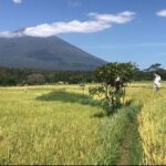 Private Car Charter in Bali with an English speaking Driver - Authentic Experiences and Practical Tips