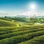 Private Choui Fong and Golden Triangle Explorer from Chiang Rai - Deep Dive into Each Stop