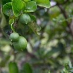 Private Cooking Class in Beautiful Chiang Mai Home with Transfers - A Deep Dive into the Chiang Mai Cooking Class Experience