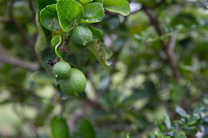 Private Cooking Class in Beautiful Chiang Mai Home with Transfers - A Deep Dive into the Chiang Mai Cooking Class Experience