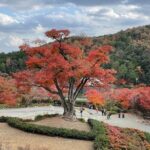 Private & Customized - Kansai Cycle tour - Who Will Love This Tour?