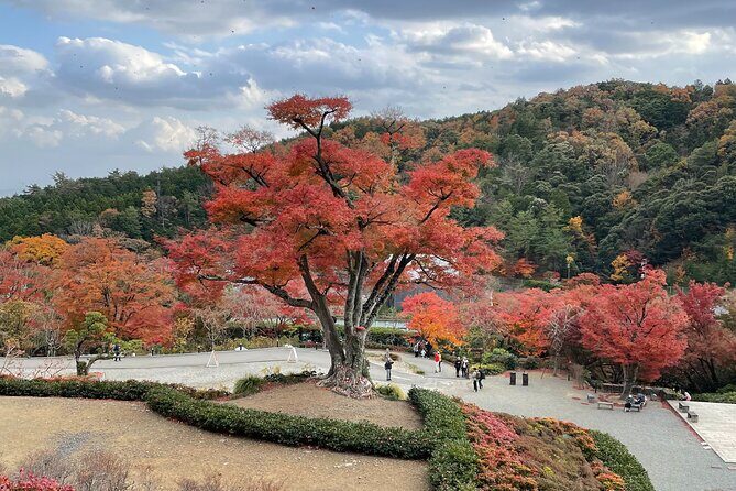 Private & Customized - Kansai Cycle tour - Who Will Love This Tour?