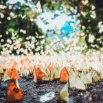 Private Day Tour: Cuc Phuong National Park from Hanoi - Who Should Consider This Tour?